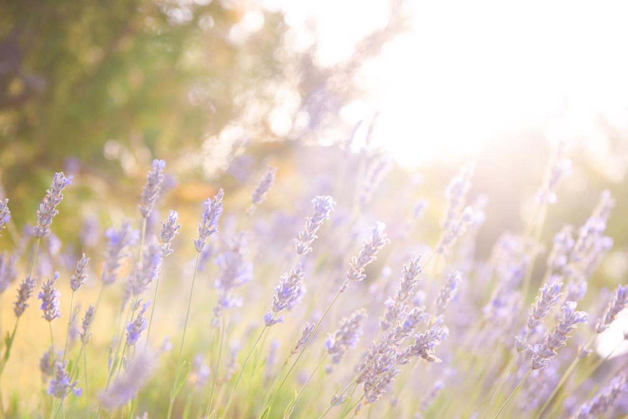 Lavanda Farm Apartmani Rakovica Eksteriør billede