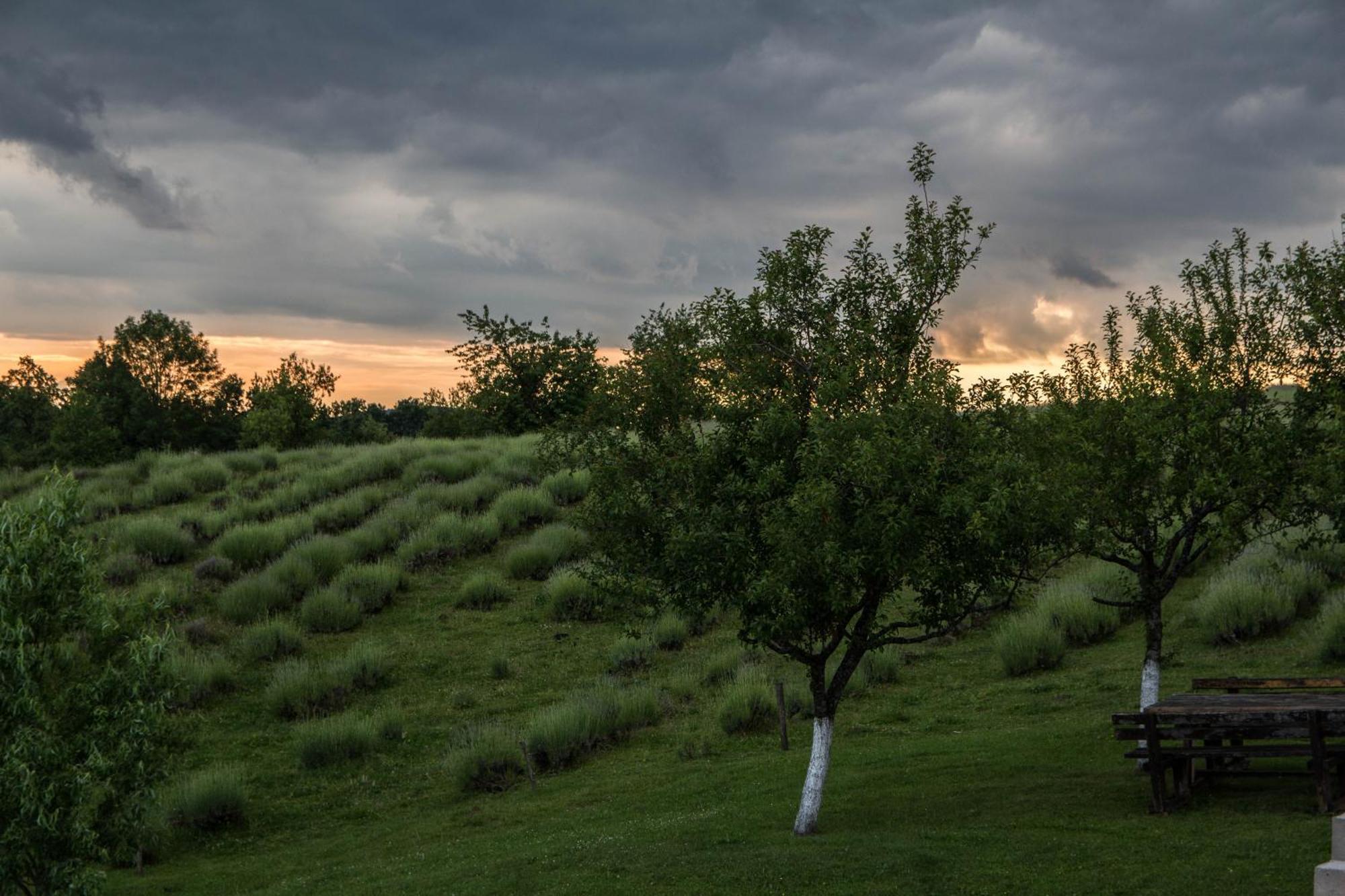 Lavanda Farm Apartmani Rakovica Eksteriør billede