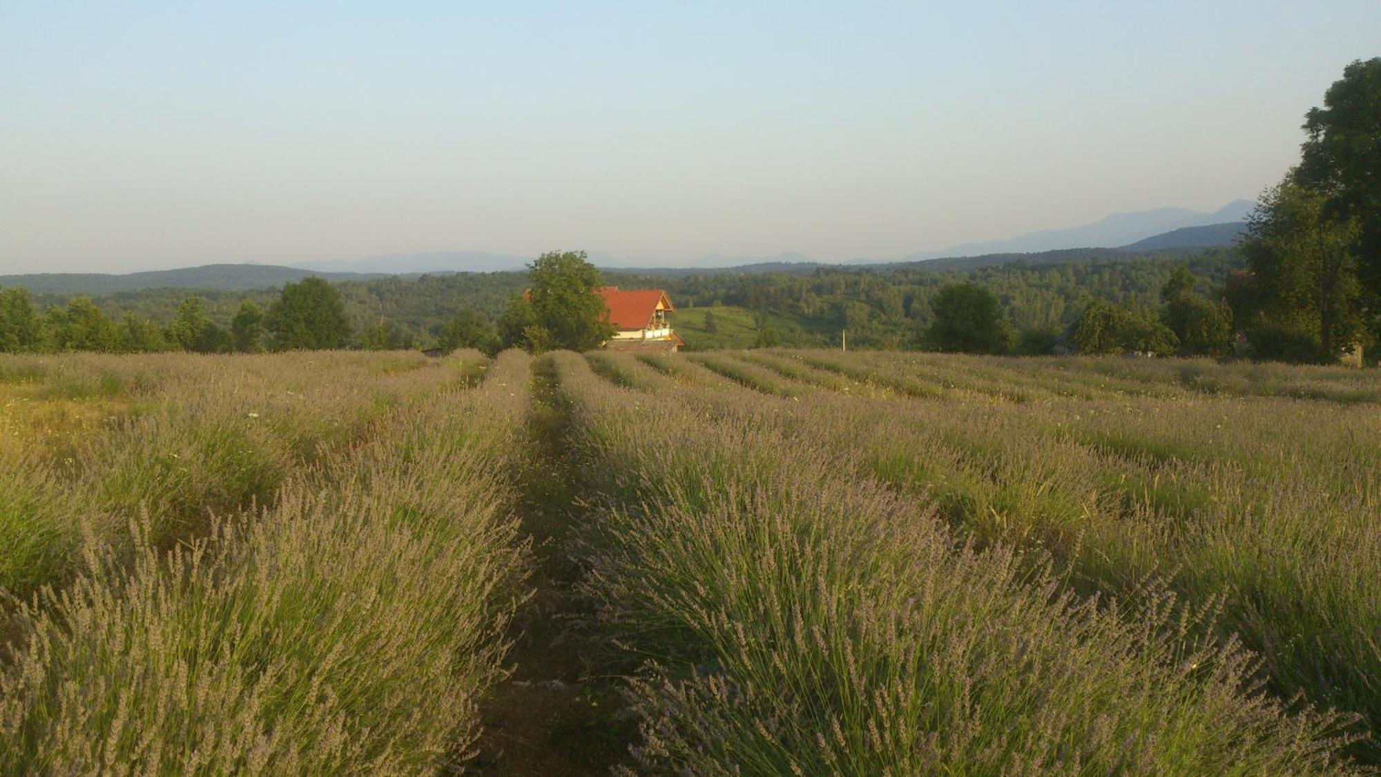 Lavanda Farm Apartmani Rakovica Eksteriør billede