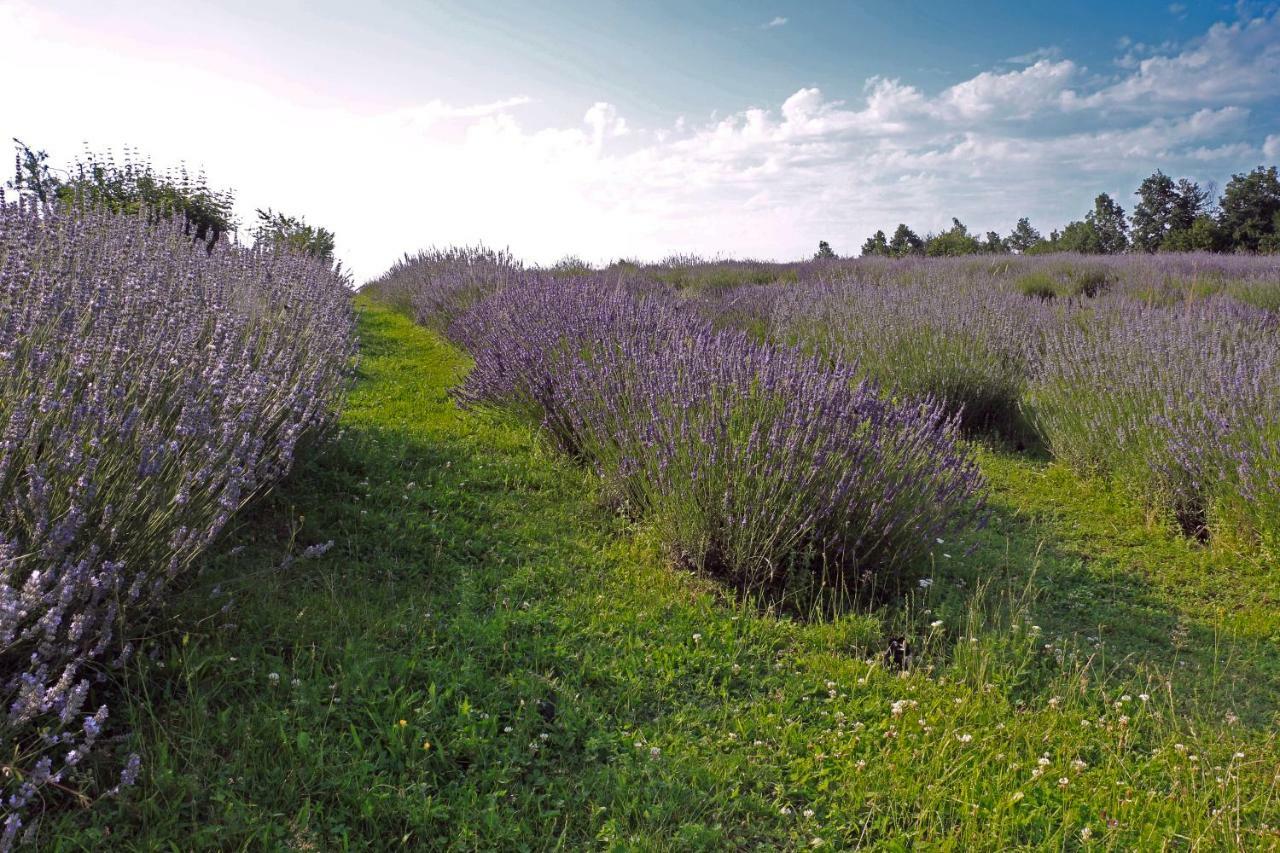 Lavanda Farm Apartmani Rakovica Eksteriør billede